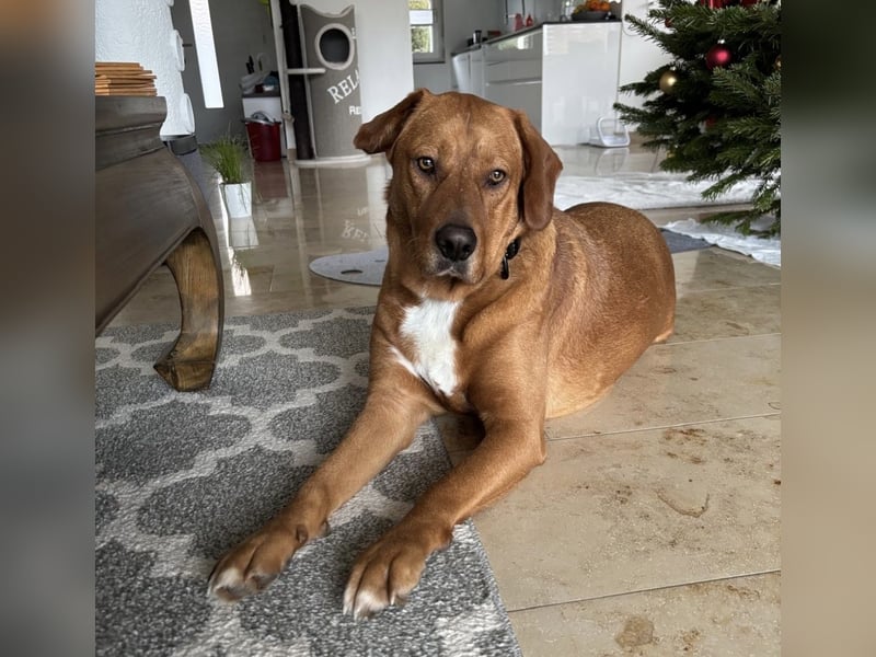 Medo das tollste Wesen auf dem Planeten