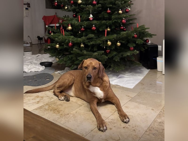 Medo das tollste Wesen auf dem Planeten