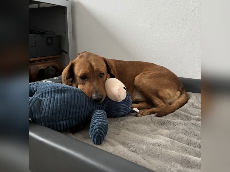 Medo das tollste Wesen auf dem Planeten