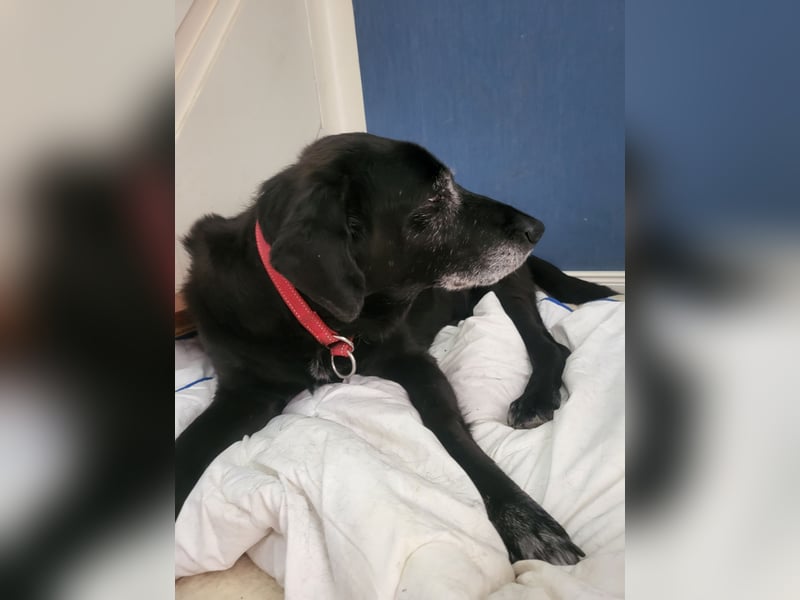 Blackie sucht letztes Zuhause