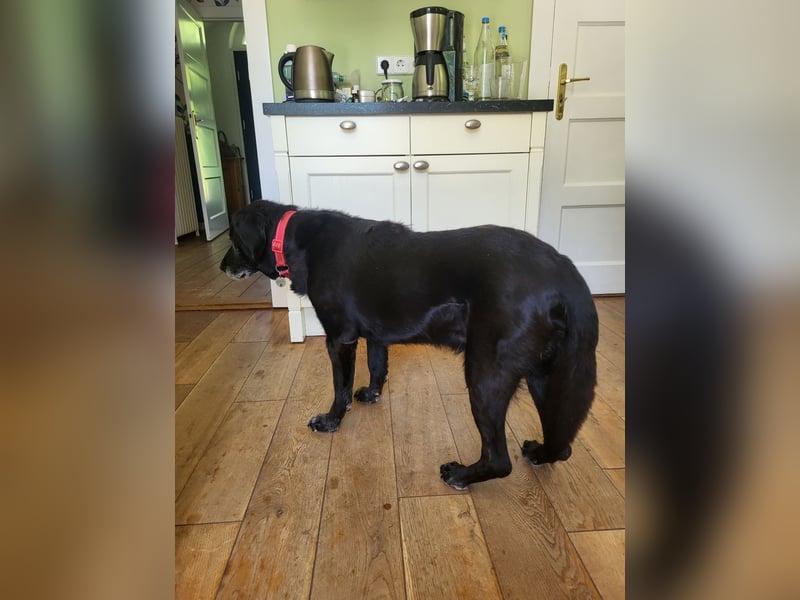 Blackie sucht letztes Zuhause