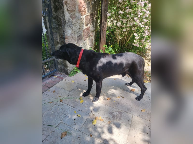 Blackie sucht letztes Zuhause