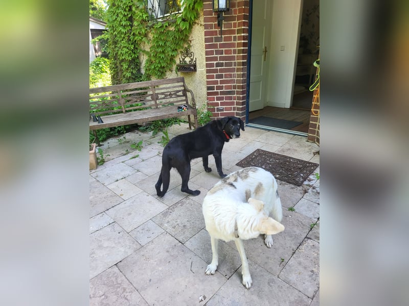 Blackie sucht letztes Zuhause