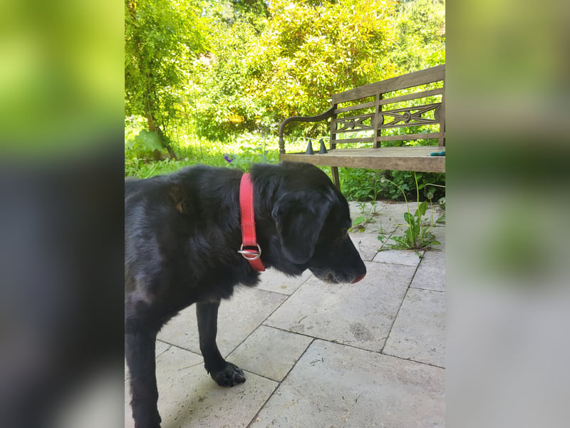 Blackie sucht letztes Zuhause