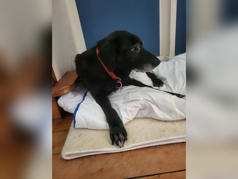 Blackie sucht letztes Zuhause