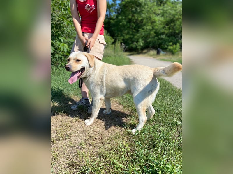 Gemütlicher, lieber Labrador Rüde, ca. 3 Jahre, kastriert, rundum verträglich