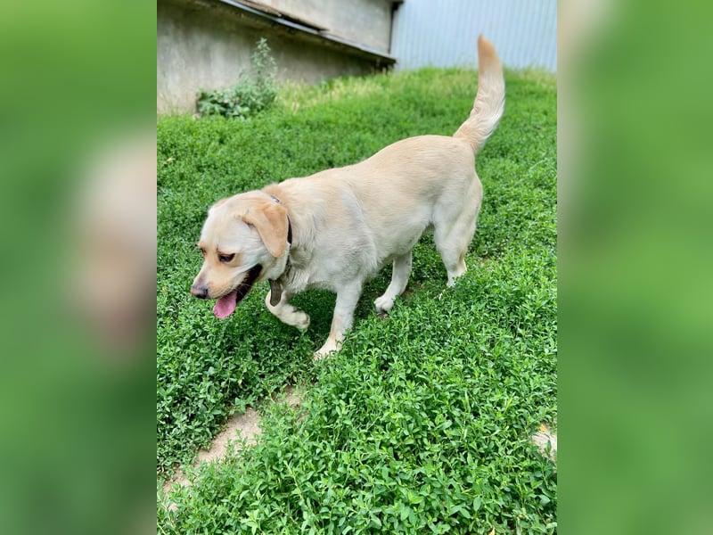 Gemütlicher, lieber Labrador Rüde, ca. 3 Jahre, kastriert, rundum verträglich
