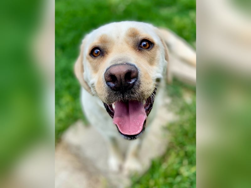 Gemütlicher, lieber Labrador Rüde, ca. 3 Jahre, kastriert, rundum verträglich