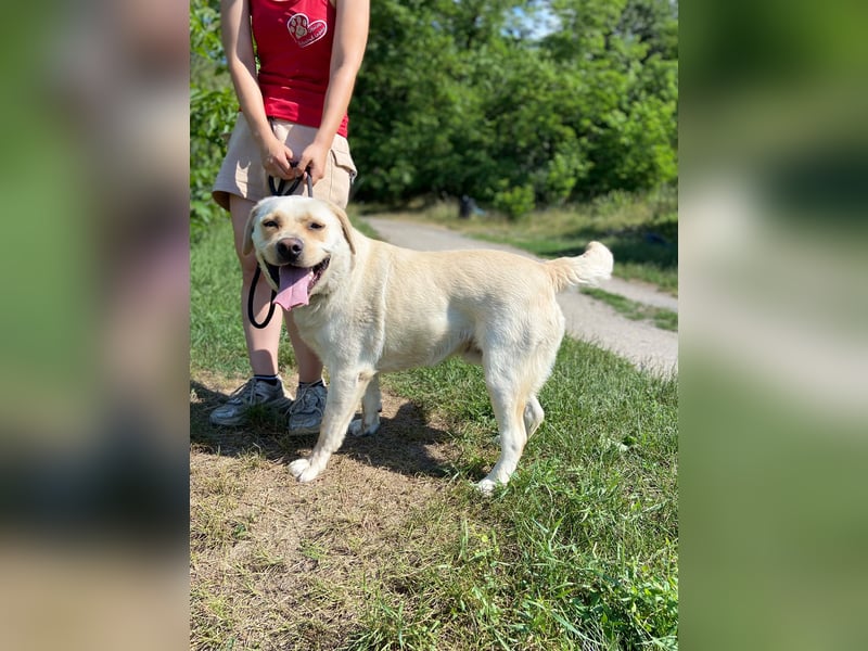 Gemütlicher, lieber Labrador Rüde, ca. 3 Jahre, kastriert, rundum verträglich