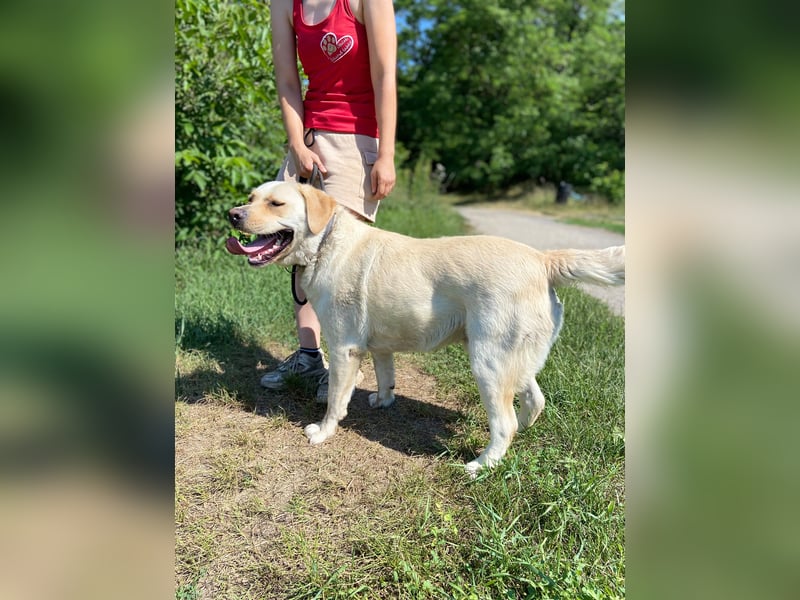 Gemütlicher, lieber Labrador Rüde, ca. 3 Jahre, kastriert, rundum verträglich