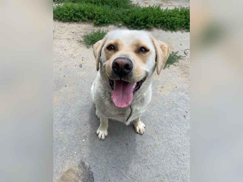 Gemütlicher, lieber Labrador Rüde, ca. 3 Jahre, kastriert, rundum verträglich