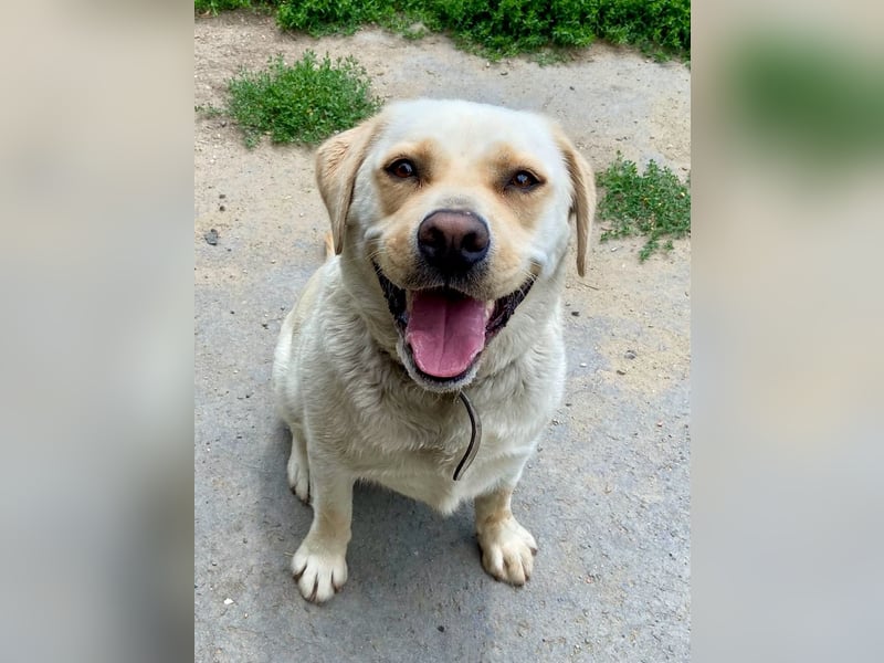 Gemütlicher, lieber Labrador Rüde, ca. 3 Jahre, kastriert, rundum verträglich