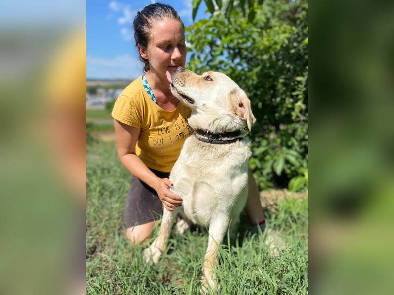 Gemütlicher, lieber Labrador Rüde, ca. 3 Jahre, kastriert, rundum verträglich