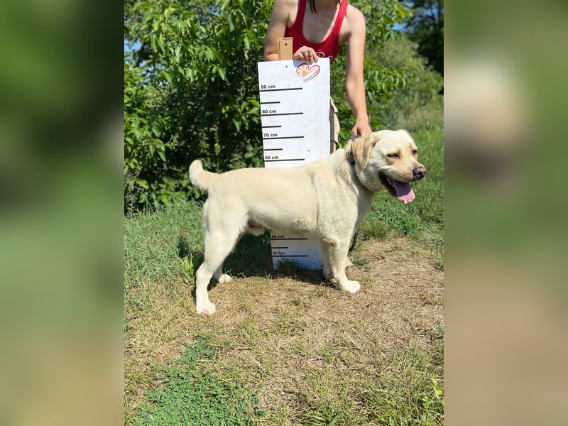 Gemütlicher, lieber Labrador Rüde, ca. 3 Jahre, kastriert, rundum verträglich