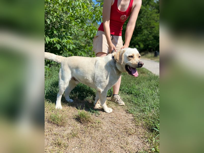 Gemütlicher, lieber Labrador Rüde, ca. 3 Jahre, kastriert, rundum verträglich