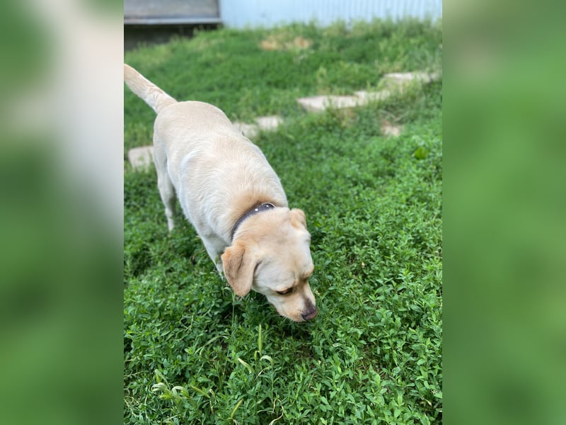 Gemütlicher, lieber Labrador Rüde, ca. 3 Jahre, kastriert, rundum verträglich