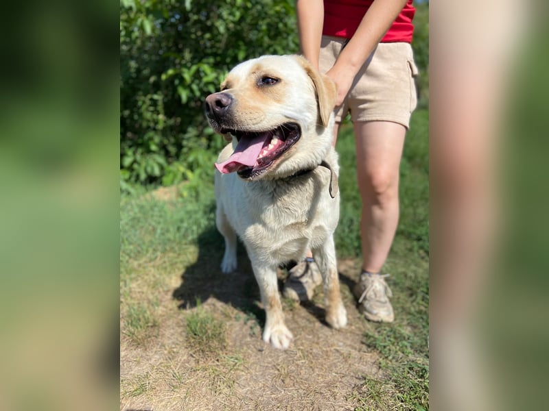 Gemütlicher, lieber Labrador Rüde, ca. 3 Jahre, kastriert, rundum verträglich
