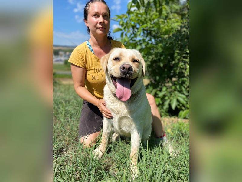 Gemütlicher, lieber Labrador Rüde, ca. 3 Jahre, kastriert, rundum verträglich