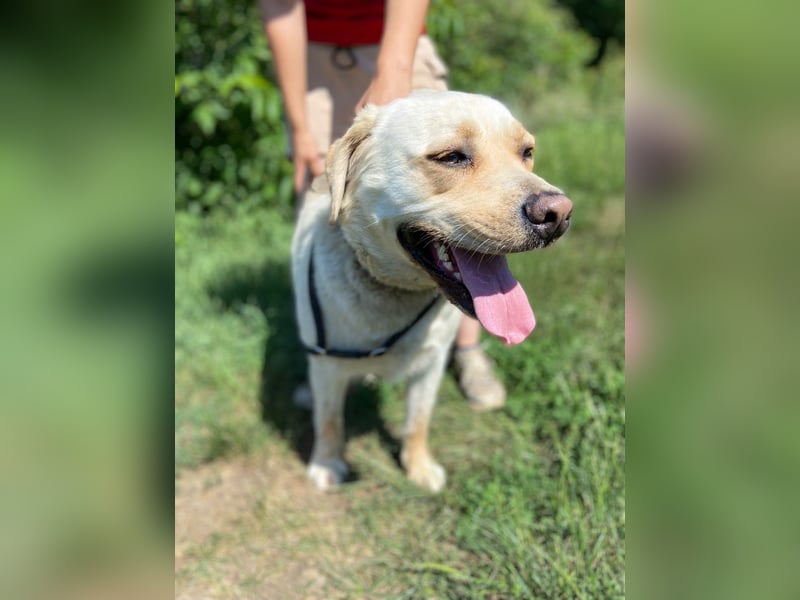 Gemütlicher, lieber Labrador Rüde, ca. 3 Jahre, kastriert, rundum verträglich
