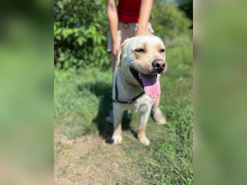Gemütlicher, lieber Labrador Rüde, ca. 3 Jahre, kastriert, rundum verträglich