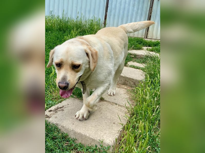 Gemütlicher, lieber Labrador Rüde, ca. 3 Jahre, kastriert, rundum verträglich