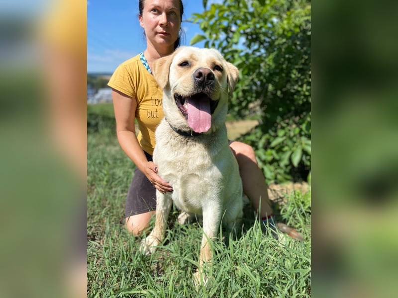 Gemütlicher, lieber Labrador Rüde, ca. 3 Jahre, kastriert, rundum verträglich