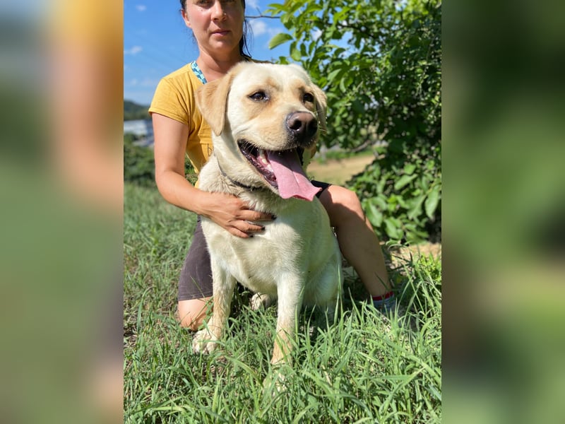 Gemütlicher, lieber Labrador Rüde, ca. 3 Jahre, kastriert, rundum verträglich