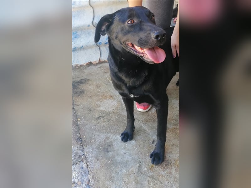 Negro - liebevoller Hundebub - wer schenkt ihm endlich ein Zuhause??