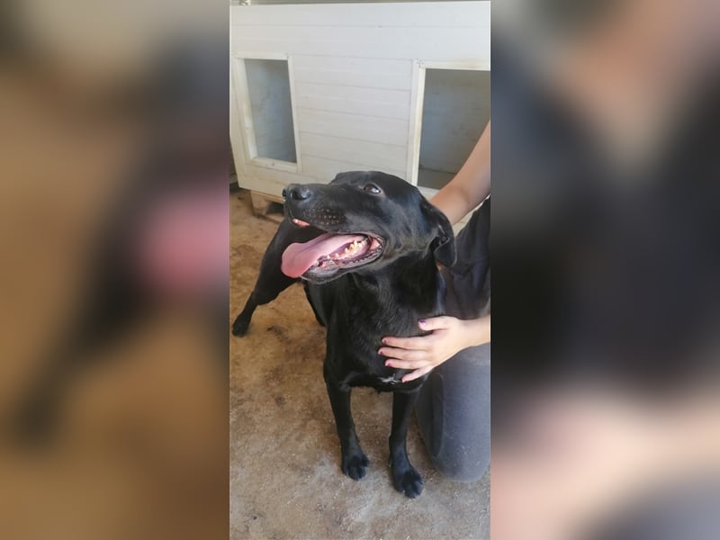 Negro - liebevoller Hundebub - wer schenkt ihm endlich ein Zuhause??