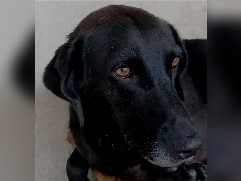 Portrait Viola: Viola und Violeta – Zwei Schönheiten auf der Suche nach dem Für-Immer-Zuhause