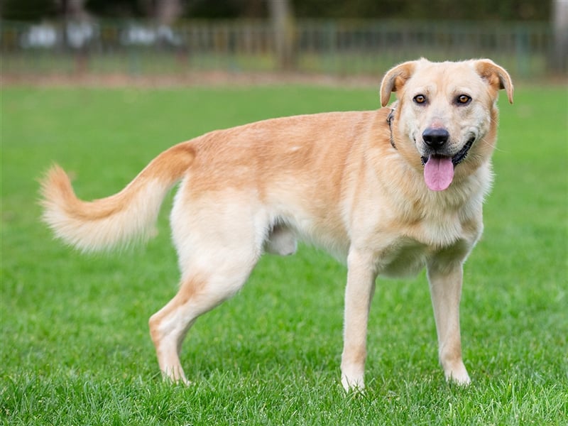 Marley auf der Suche nach einem Fürimmer-Zuhause