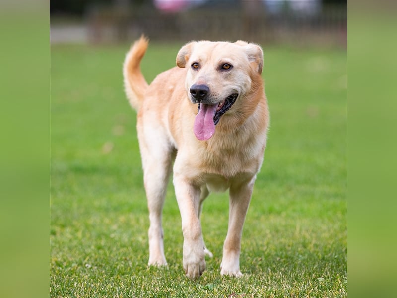 Marley auf der Suche nach einem Fürimmer-Zuhause