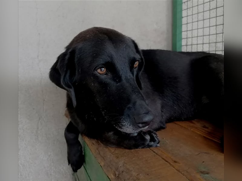 Portrait Viola: Viola und Violeta – Zwei Schönheiten auf der Suche nach dem Für-Immer-Zuhause