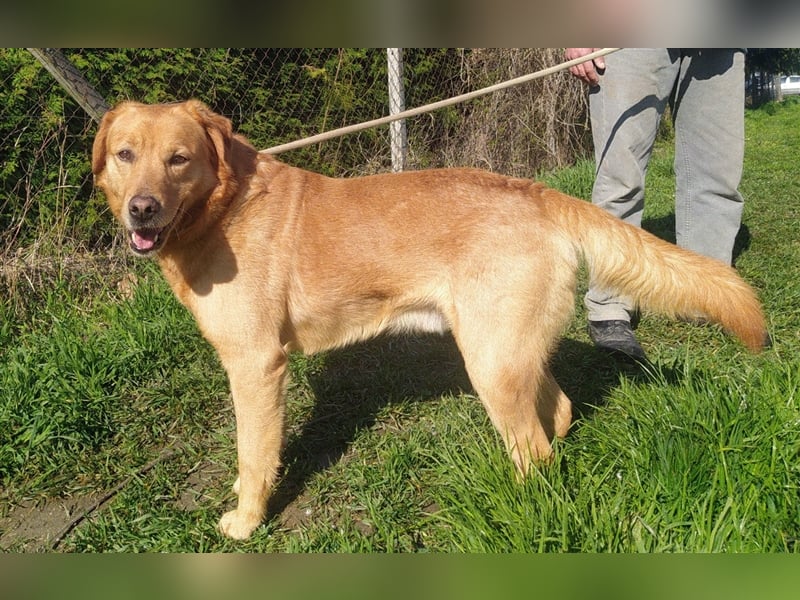 Freddie - Attraktiver Hundemann mit Charakter
