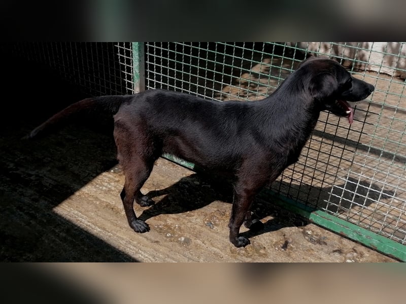 Portrait Viola: Viola und Violeta – Zwei Schönheiten auf der Suche nach dem Für-Immer-Zuhause