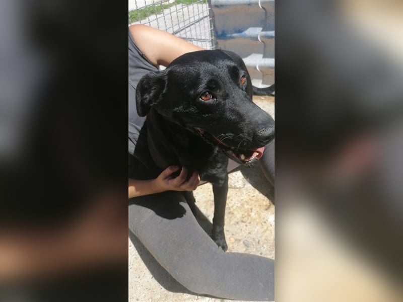 Negro - liebevoller Hundebub - wer schenkt ihm endlich ein Zuhause??