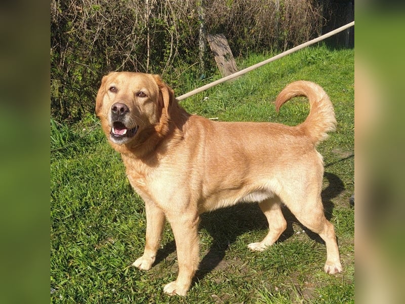 Freddie - Attraktiver Hundemann mit Charakter