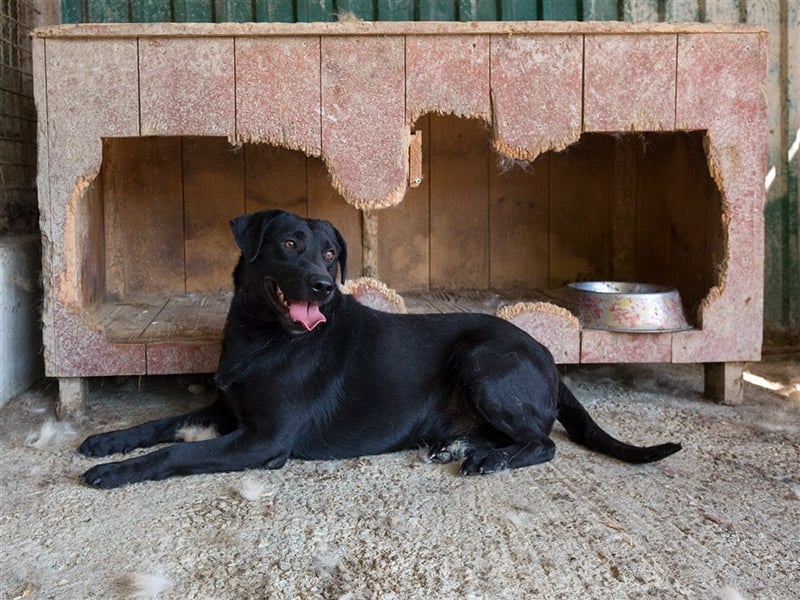 Negro - liebevoller Hundebub - wer schenkt ihm endlich ein Zuhause??