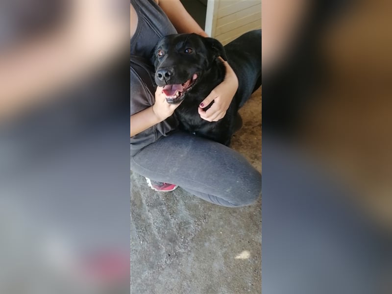 Negro - liebevoller Hundebub - wer schenkt ihm endlich ein Zuhause??