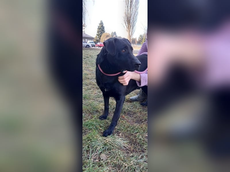 Negro - liebevoller Hundebub - wer schenkt ihm endlich ein Zuhause??