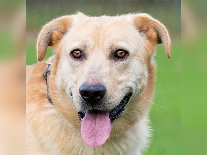 Marley auf der Suche nach einem Fürimmer-Zuhause