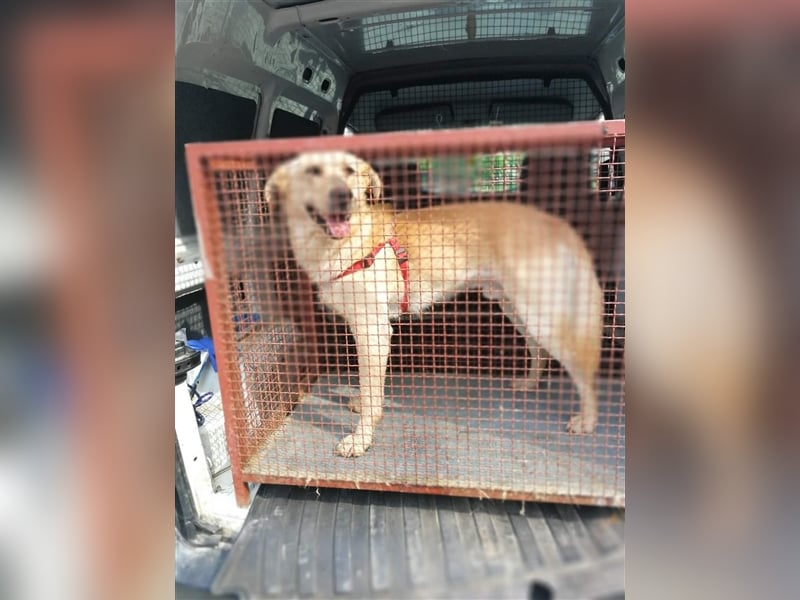 Marley auf der Suche nach einem Fürimmer-Zuhause