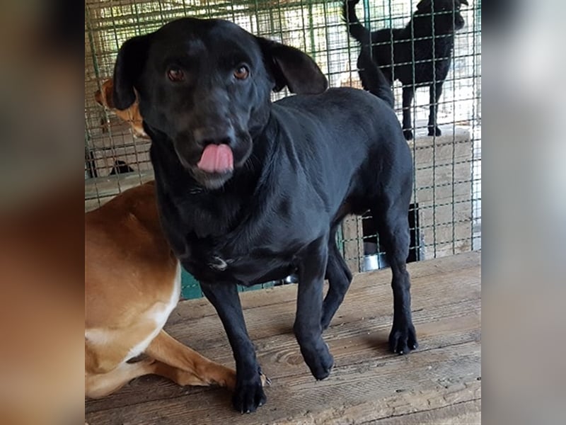 Negro - liebevoller Hundebub - wer schenkt ihm endlich ein Zuhause??