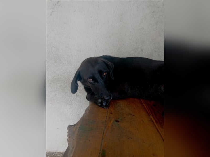 Portrait Viola: Viola und Violeta – Zwei Schönheiten auf der Suche nach dem Für-Immer-Zuhause