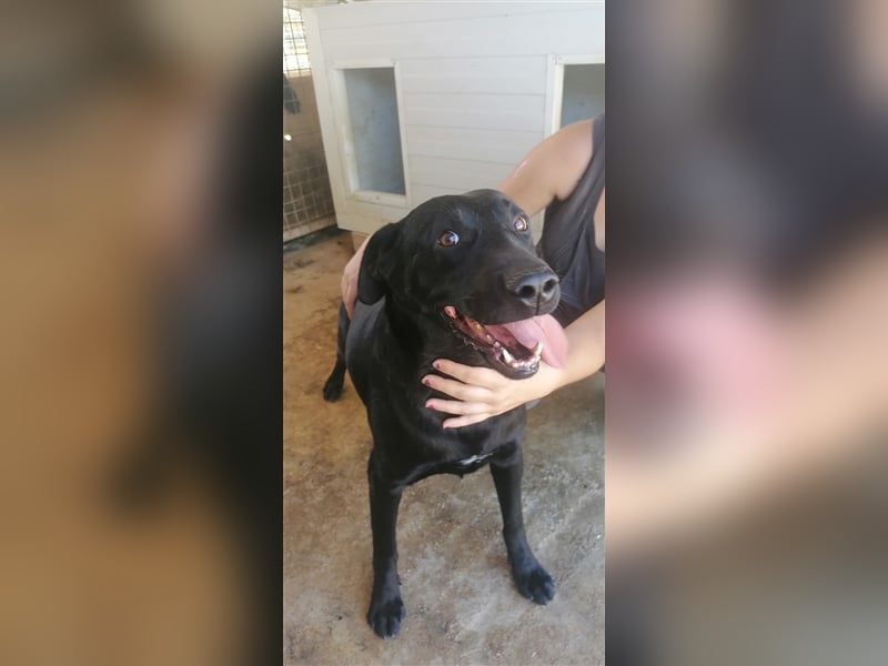 Negro - liebevoller Hundebub - wer schenkt ihm endlich ein Zuhause??
