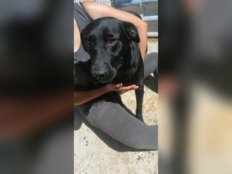 Negro - liebevoller Hundebub - wer schenkt ihm endlich ein Zuhause??