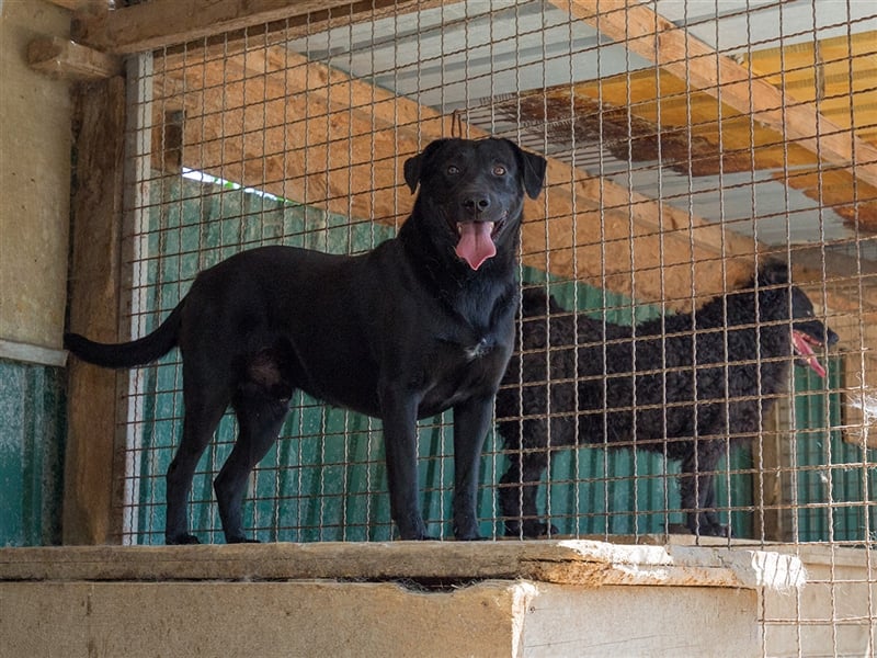Negro - liebevoller Hundebub - wer schenkt ihm endlich ein Zuhause??