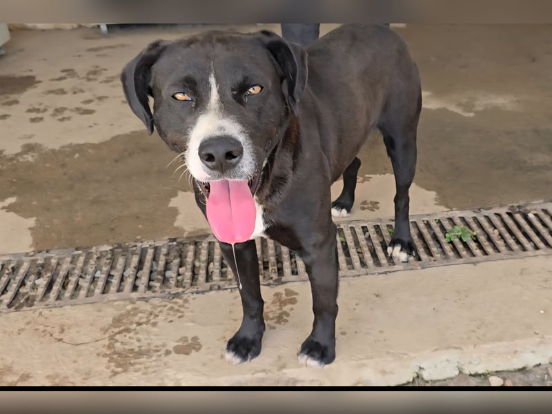 Coco: wo sind die Labrador-Freunde?