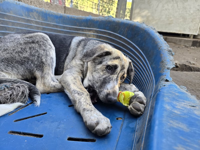 Cheyenne: beeindruckt mit ihrem ruhigen Wesen