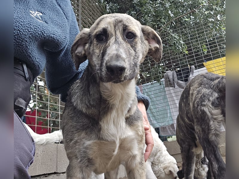 Cheyenne: beeindruckt mit ihrem ruhigen Wesen